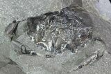 Unprepared Fossil Crab (Pulalius) In Concretion - Washington #101603-2